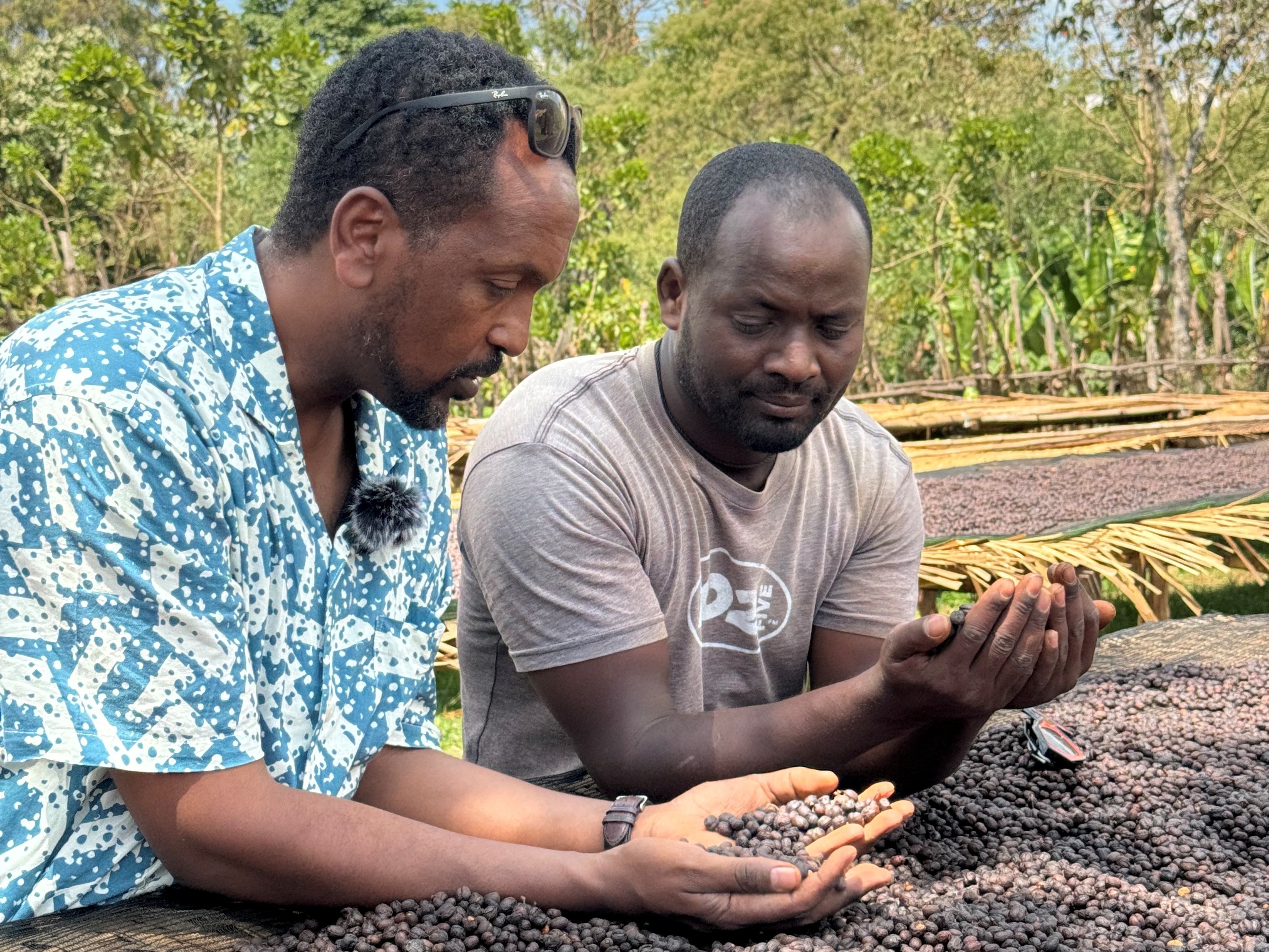 エチオピア イルガチェフェ ハロ ベリティ ナチュラル G1 生豆